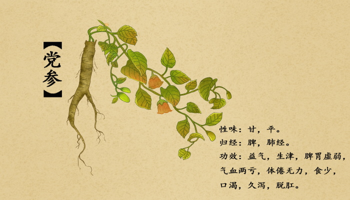 党参黄芪的功效与作用 吃黄芪的好处